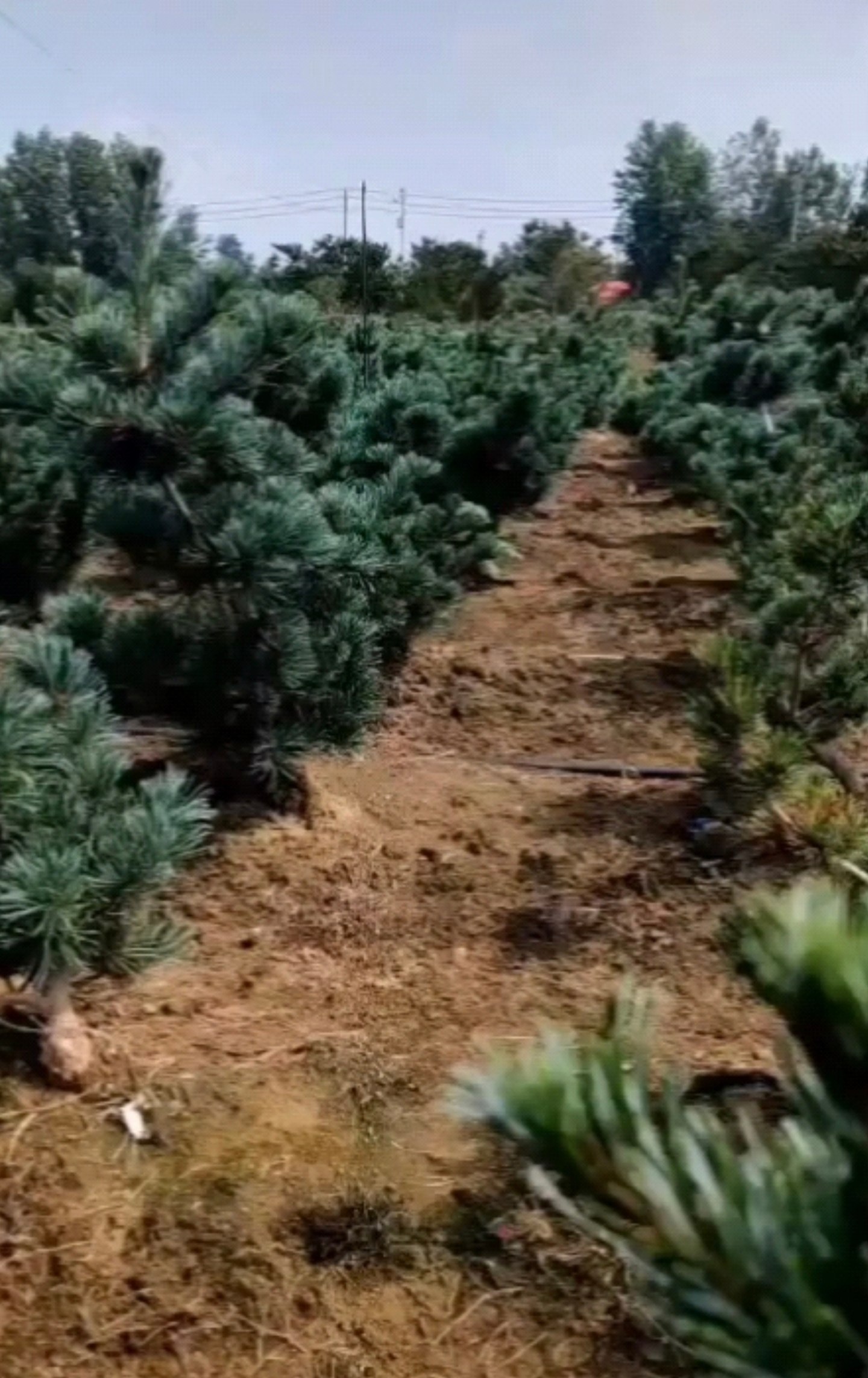 直播专场链接短针五针松大阪杨盆景带土球发货,鲜花速递/花卉仿真/绿植园艺,造型盆景,淘宝优惠券,粉丝福利购,淘宝优惠卷