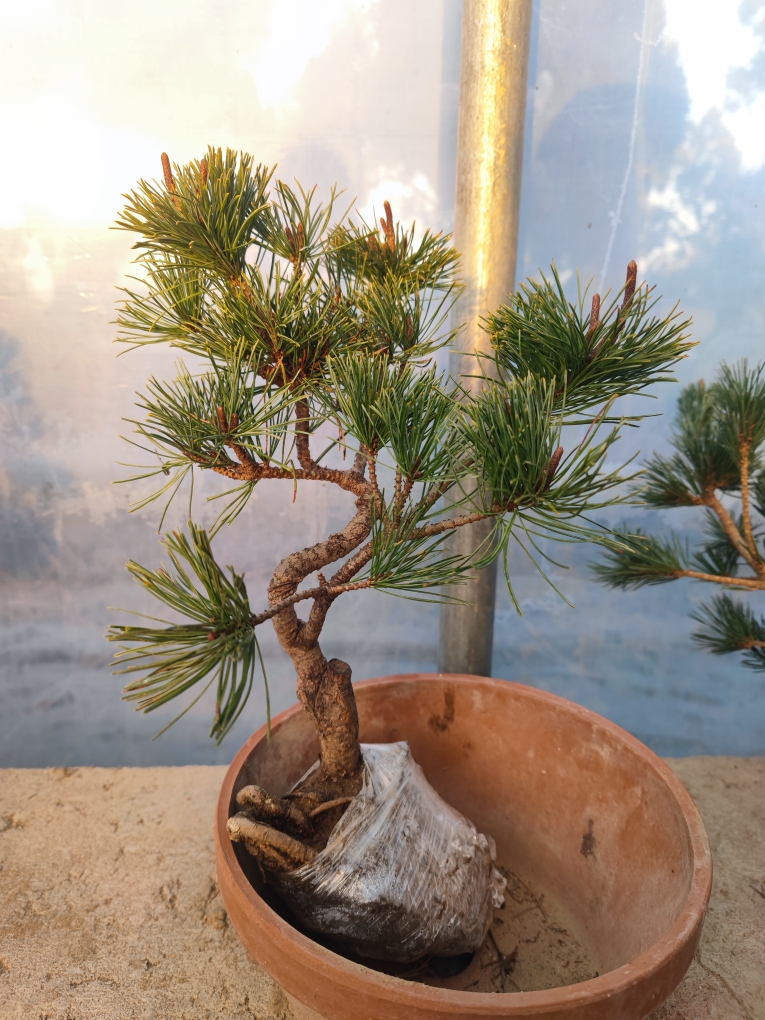 日本进口短针五针松五针松树济州针柏素材盆景素材苗