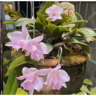 超美巴西迷你卡特兰小仙女