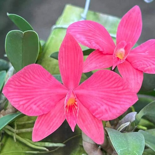 南美蝴蝶索芙兰