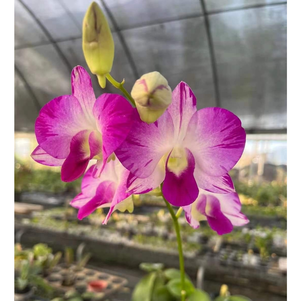 升值品 珍贵收藏级 台湾巨花胭脂扣高端泼墨秋石斛 赚钱品种