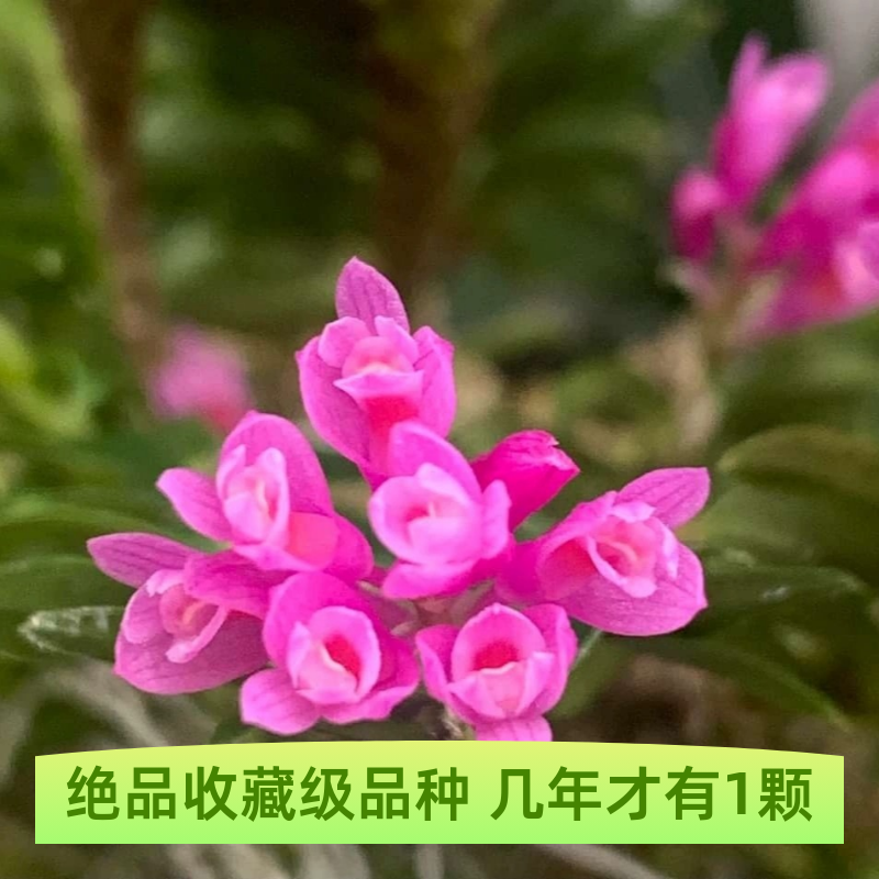 市面少见稀有品 新几内红花亚阿力卡琳娜石斛 超稀有品种