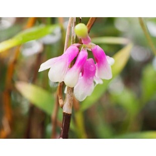 爪哇岛珍贵稀有石斛Den concaivissimumi