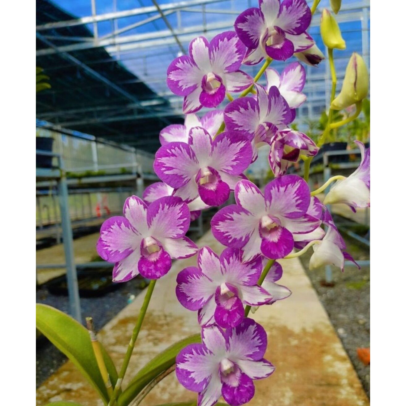 一线高端泼墨秋 台湾微蓝雅美高端泼墨秋石斛