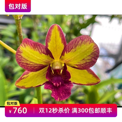 秒杀价 台湾翡翠皇帝高端台湾泼墨秋石斛