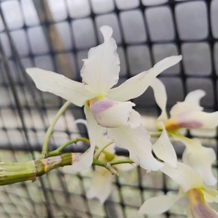 黄绿半白扭瓣石斛 花瓣纯净不带粉 外面白色里面是黄绿