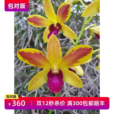 秒杀价 台湾上帝的礼物高端台湾泼墨秋石斛