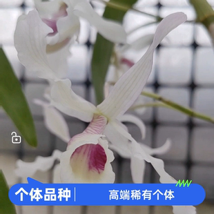 个体扭瓣石了淡粉半白姨妈扭瓣石斛 超美超仙气