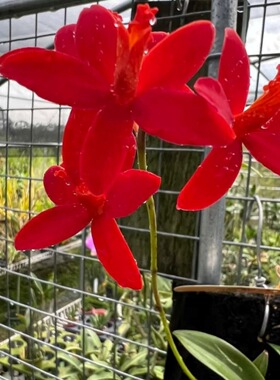 南美红花岩蕾Cattleya (Laelia) milleri，大盆680