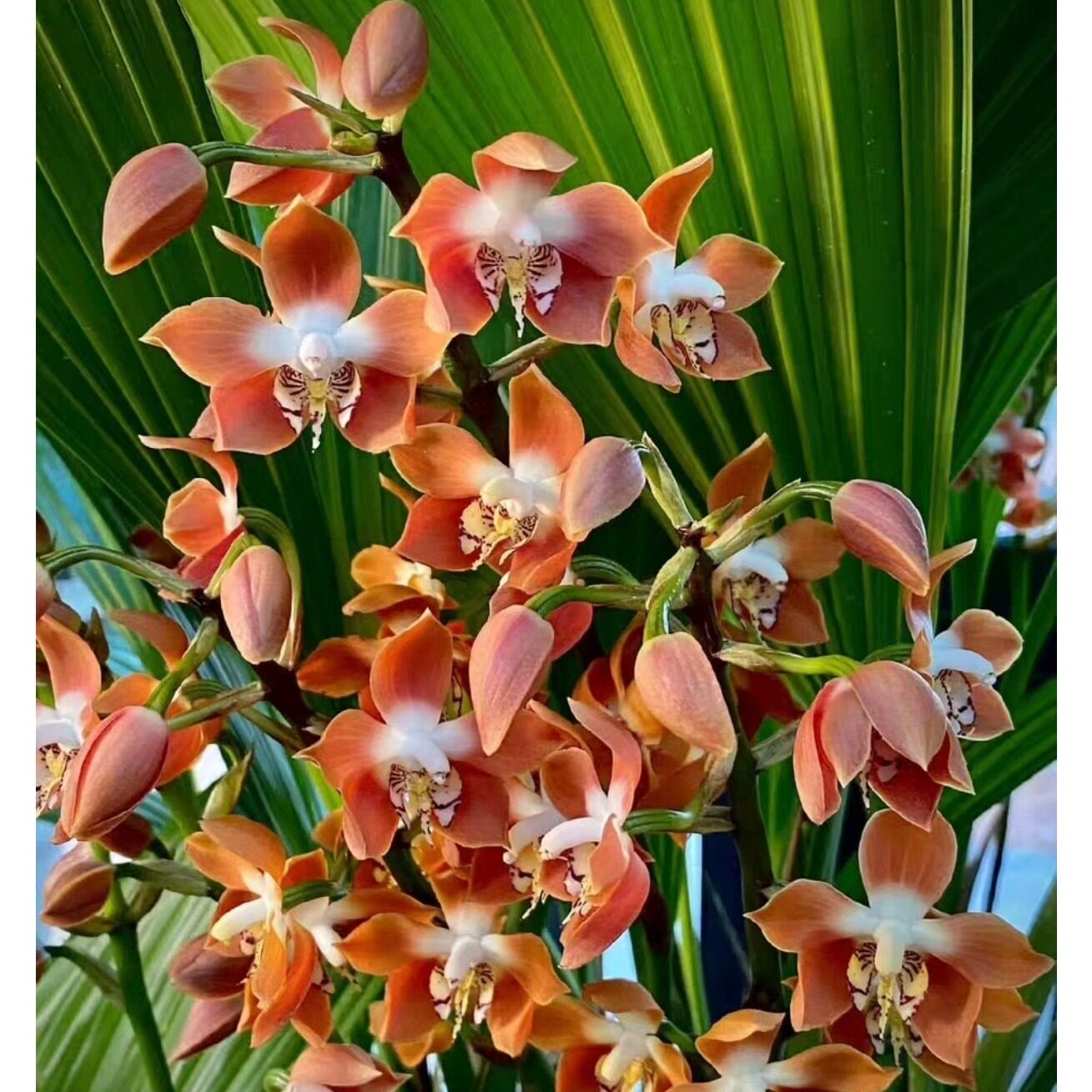 收藏级珍贵 7星稀有 委内瑞拉珍贵兰火舞 非常稀有珍贵 非常漂亮