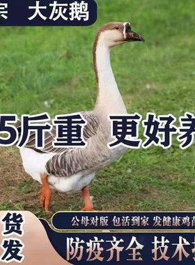 1.5斤鹅活苗纯种灰鹅苗狮头鹅脱温散养马岗鹅活的大鹅灰雁鹅包邮