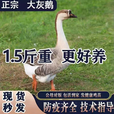1.5斤鹅活苗纯种灰鹅苗狮头鹅脱温散养马岗鹅活的大鹅灰雁鹅包邮