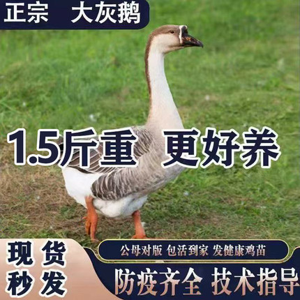 1.5斤鹅活苗纯种灰鹅苗狮头鹅脱温散养马岗鹅活的大鹅灰雁鹅包邮