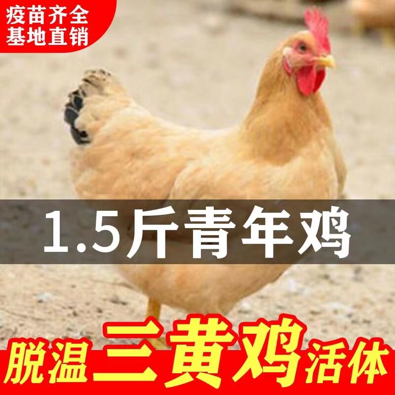 正宗1.5斤三黄鸡活苗半大小鸡土鸡小鸡苗脱温鸡活鸡小鸡幼小鸡苗