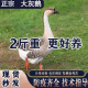 包邮 2斤鹅活苗纯种灰鹅苗狮头鹅脱温散养马岗鹅活 大鹅灰雁鹅