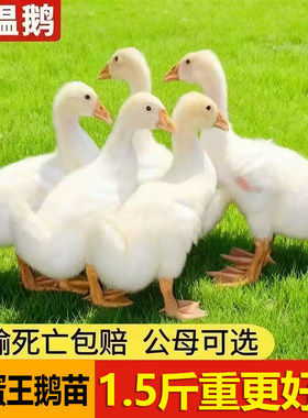 1.5斤鹅活苗一斤大白鹅三花鹅五龙鹅双黄蛋鹅苗四季蛋鹅白鹅活苗