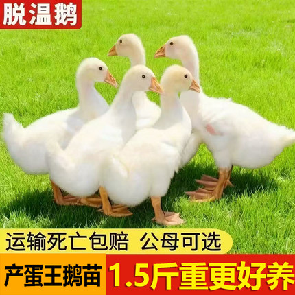 1.5斤鹅活苗一斤大白鹅三花鹅五龙鹅双黄蛋鹅苗四季蛋鹅白鹅活苗