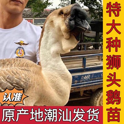 正宗特大种狮头鹅纯种狮头鹅正宗狮头鹅鹅苗特大活的大种鹅苗幼苗