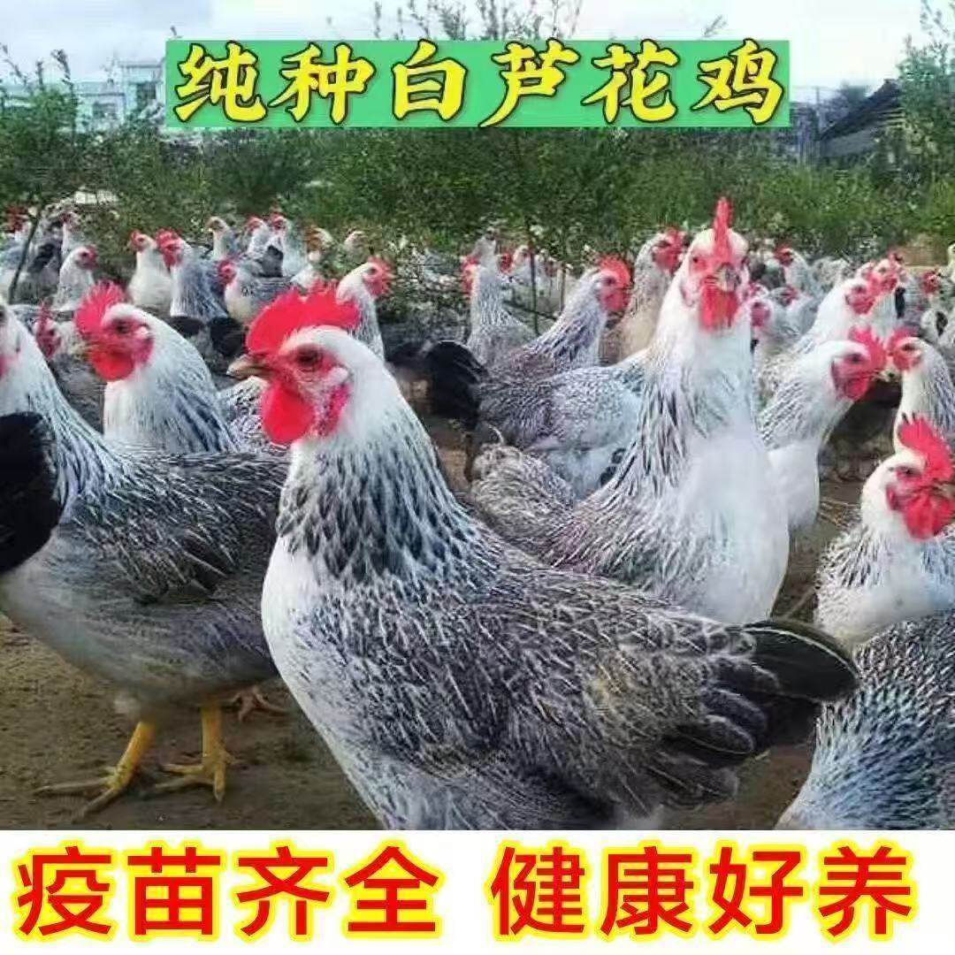 1.5斤白芦花鸡活苗稻花鸡活体产蛋鸡活鸡彩凤鸡观赏鸡土鸡活苗