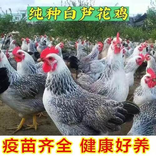 1.5斤白芦花鸡活苗稻花鸡活体产蛋鸡活鸡彩凤鸡观赏鸡土鸡活苗