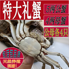 兴化大闸蟹特大螃蟹8只礼盒装公蟹5两母蟹4两鲜活现货河蟹可全母