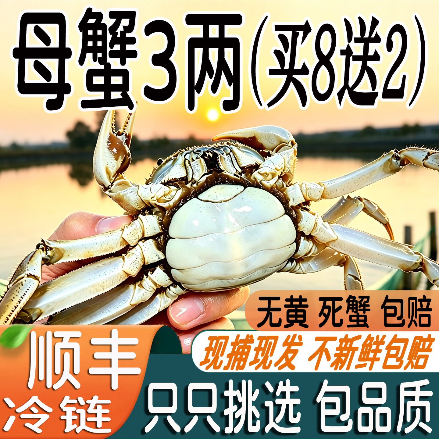 买8送2兴化大闸蟹3两全母蟹