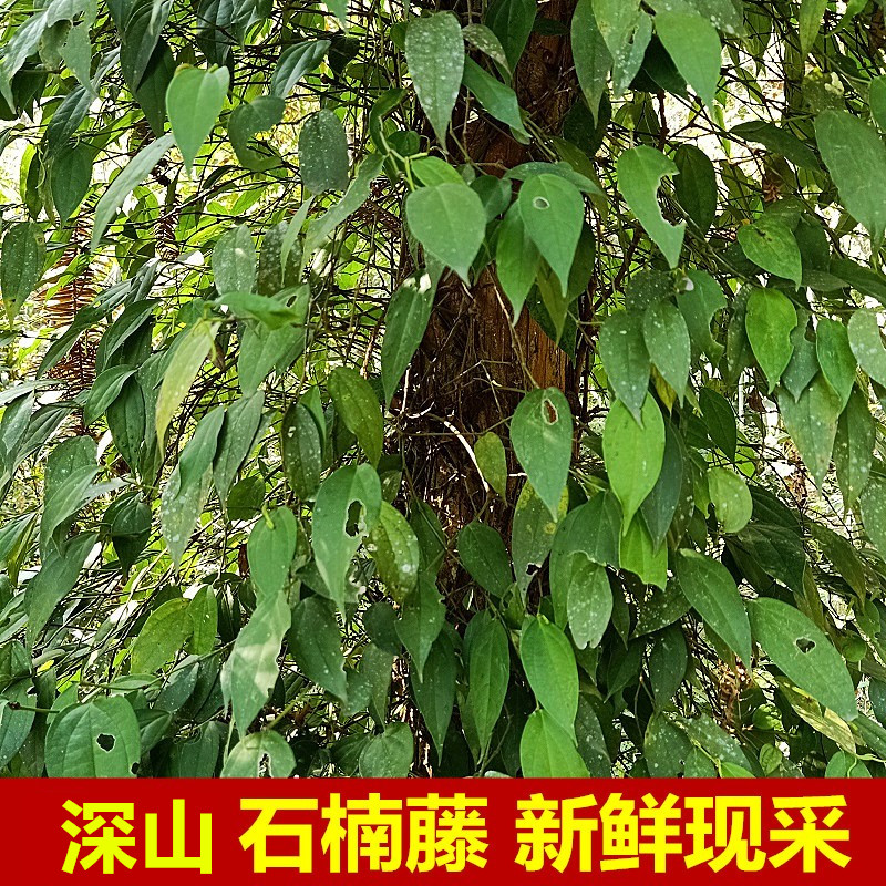 新鲜海风藤石南石楠藤爬岩香