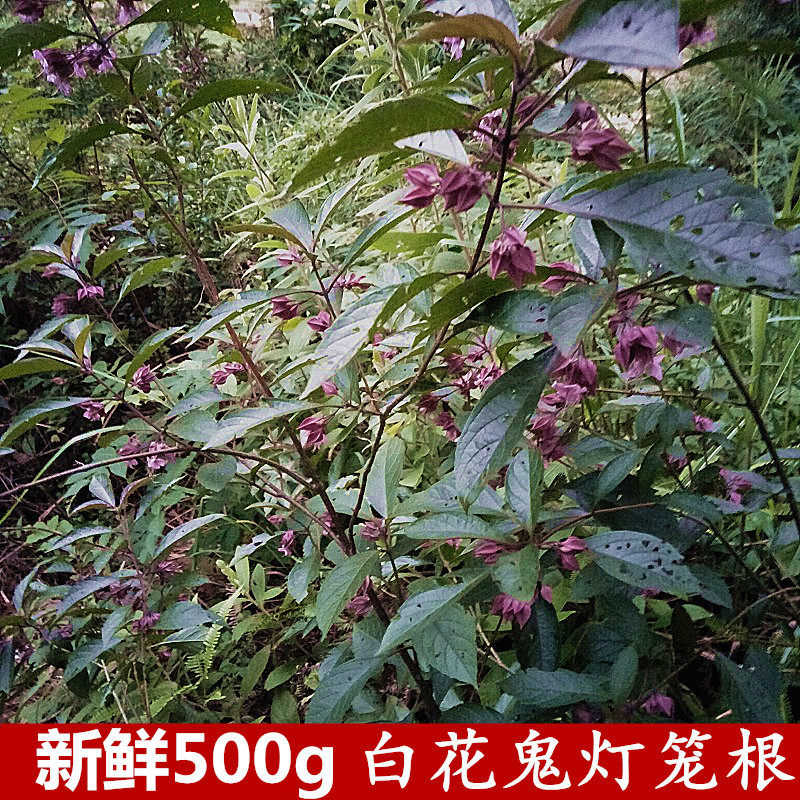 生新鲜白花鬼灯笼500g红花鬼灯笼枝叶土骨皮岗灯笼苦灯笼灯笼草