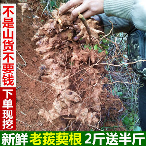 正宗生新鲜根500g中药材藤苓菝葜