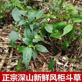 正宗生新鲜风柜斗草楮头红肉穗草500g现采风骨草风鼓草风谷草