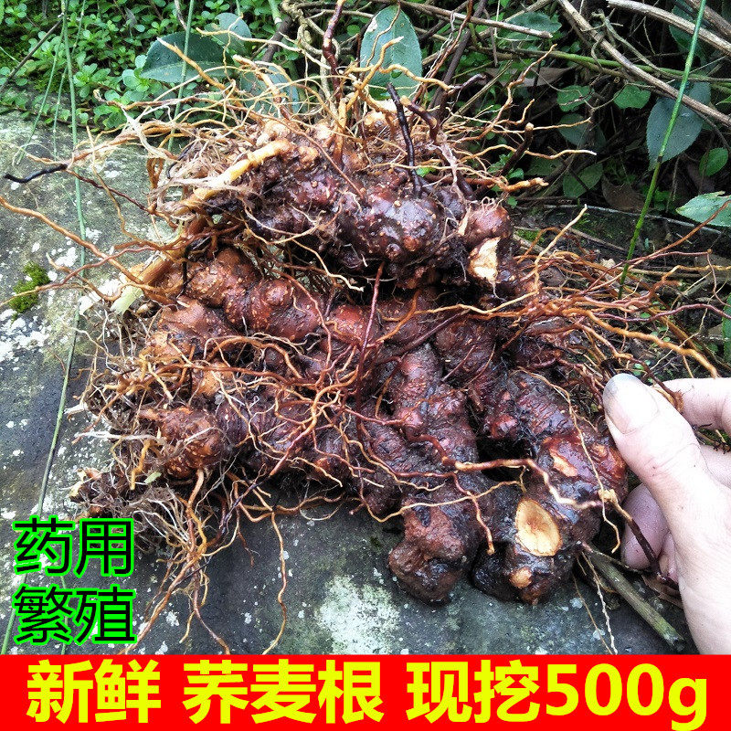 根新荞麦鲜金开锁苦荞麦三七天荞麦根500g包邮荞麦金疙瘩