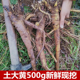 岭南新鲜土大黄根500g包邮洋铁叶牛舌头牛西西羊蹄根现挖现发三七