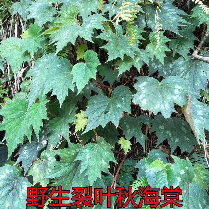 生新鲜秋海棠裂叶血蜈蚣中草药500g野红天葵石莲红莲红孩儿