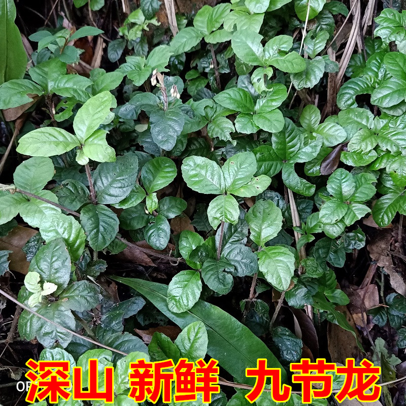 新鲜九节龙500g毛茎紫金牛地茶猴接骨细小紫金牛五托莲毛不出林