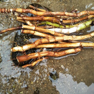 生新鲜三白草根三白根白莲藕水木通白面姑藕白花莲500g中草药材