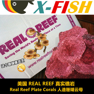 珊瑚造景石海水缸免爆藻快速开缸培菌造景石三湖造景美国RR珊瑚石