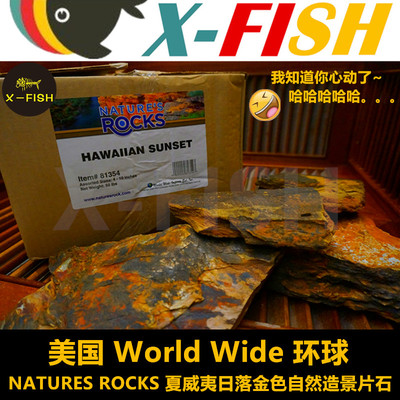 蜥蜴美国环球自然岩片鱼缸造景