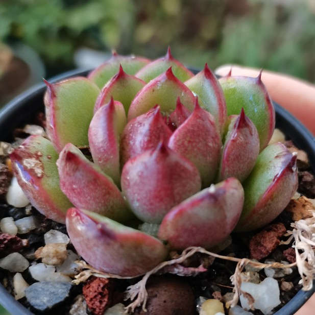 云南多肉春上一物一拍韩货紫水晶小包子丽江露养绿植物盆栽阳台