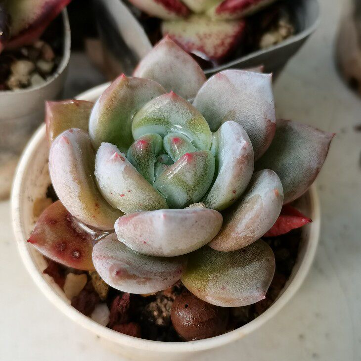 云南多肉春上一物一拍粉香槟小包子丽江露养绿植物盆栽阳台