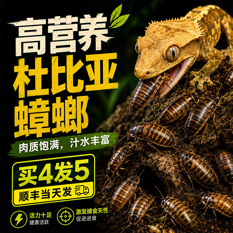杜比亚蟑螂柴虫活虫活体饲料