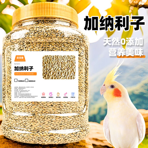 深深宠鹦鹉鸟食加纳利子