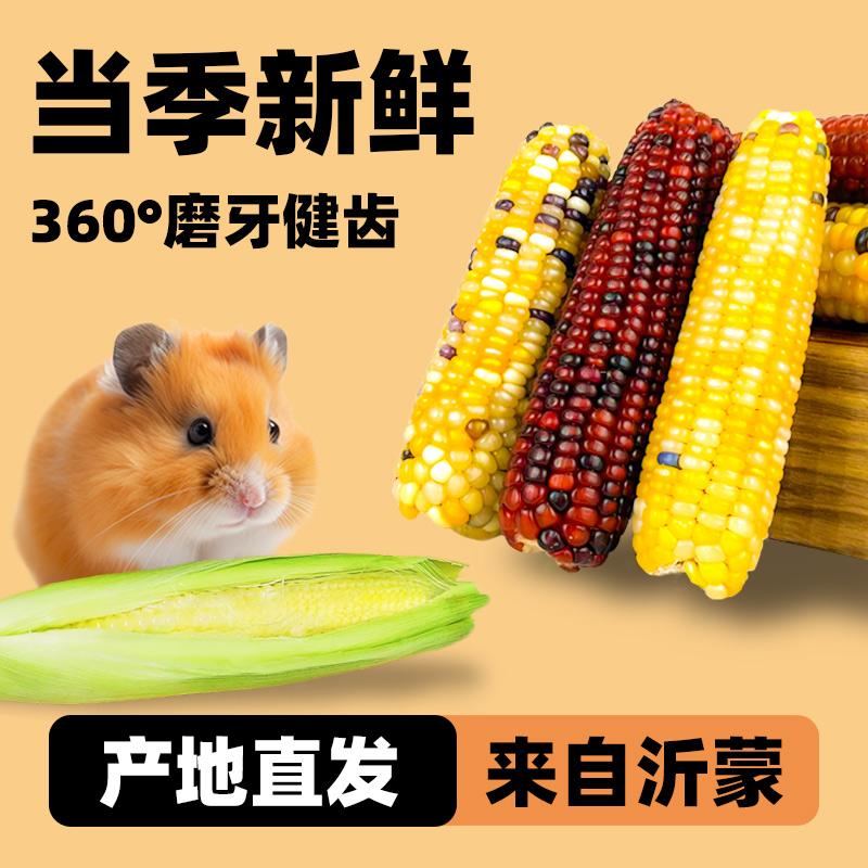 当季新鲜仓鼠玉米深深宠无添加