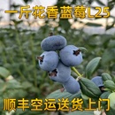 包邮 限量顺丰 水果当季 云南花香蓝莓新鲜采摘脆甜高山蓝莓孕妇应季