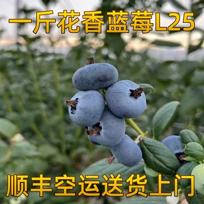 云南花香蓝莓脆甜孕妇水果顺丰