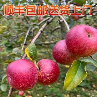 云南石头缝嘎拉红富士丑苹果新鲜野生脆甜APPle现摘现发顺丰包邮