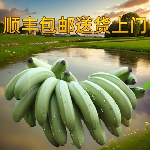 云南顺丰农家香蕉高山自然成熟香蕉水果banana孕妇芝麻蕉香甜糯滑