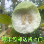 云南新鲜采摘软糯白心芭乐5斤新鲜水果番石榴脆甜低糖分产地直发