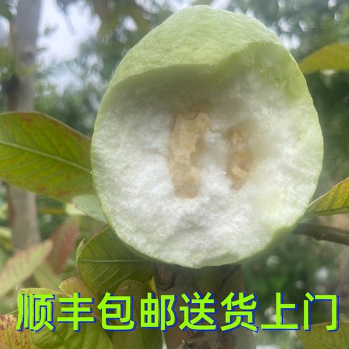 云南新鲜采摘软糯白心芭乐5斤