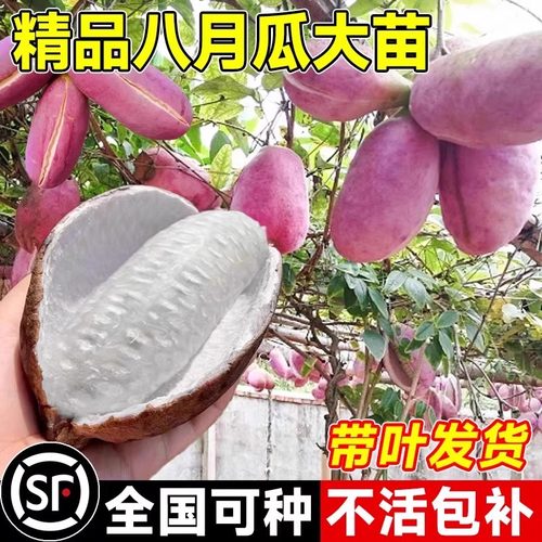 无籽八月瓜树苗八月炸果树果苗盆栽庭院水果树树苗瓜苗籽四季种植