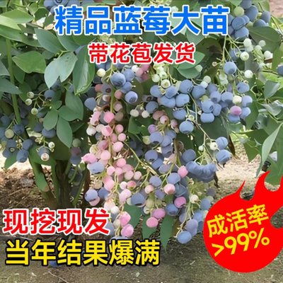 特大蓝莓树果苗盆栽地栽带果发货南北方种植奥尼尔蓝莓苗当年结果